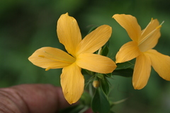 Barleria cuspidata